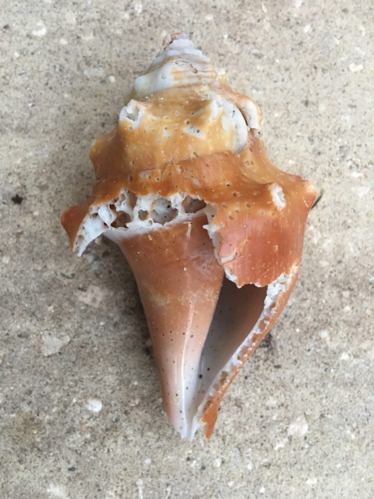 Broken Shells Chris Hazelip